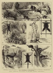 Inde, excursion de chasse au Malabar, présidence de Madras